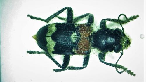 Réf. 277 182 : Clerus mutillarius